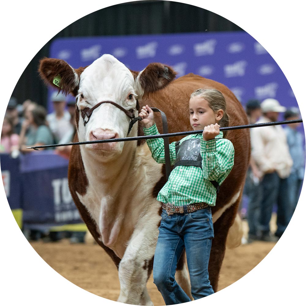Girl showing a steer at the Tulsa State Fair