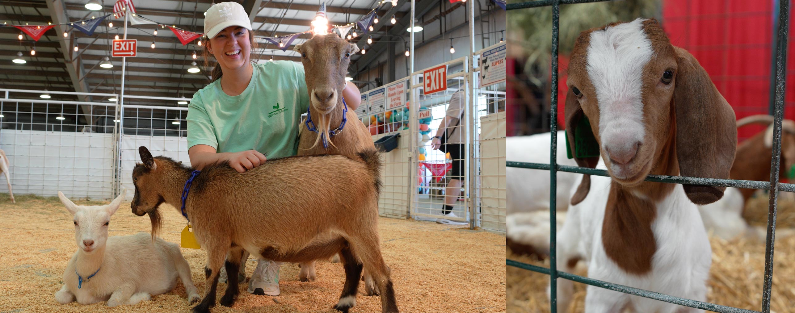 animals in a petting zoo